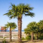 Palma konopná (Trachycarpus fortunei) - celková výška 120-140 cm, výška kmeňa 30-40 cm, kont. C20L (-17°C)